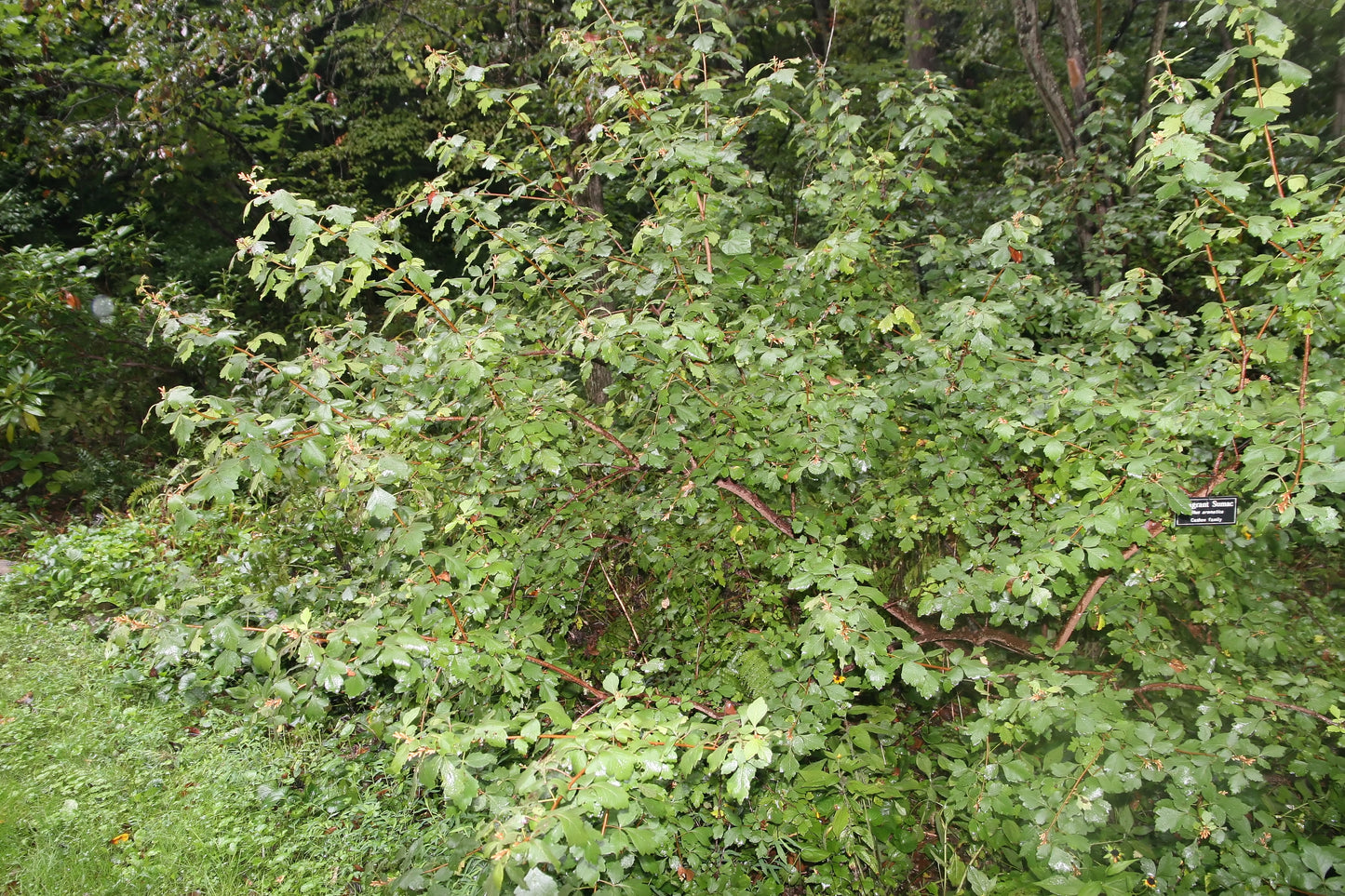 Fragrant Sumac Prairie Wild Rose Rhus aromatica 10 Seeds for Planting
