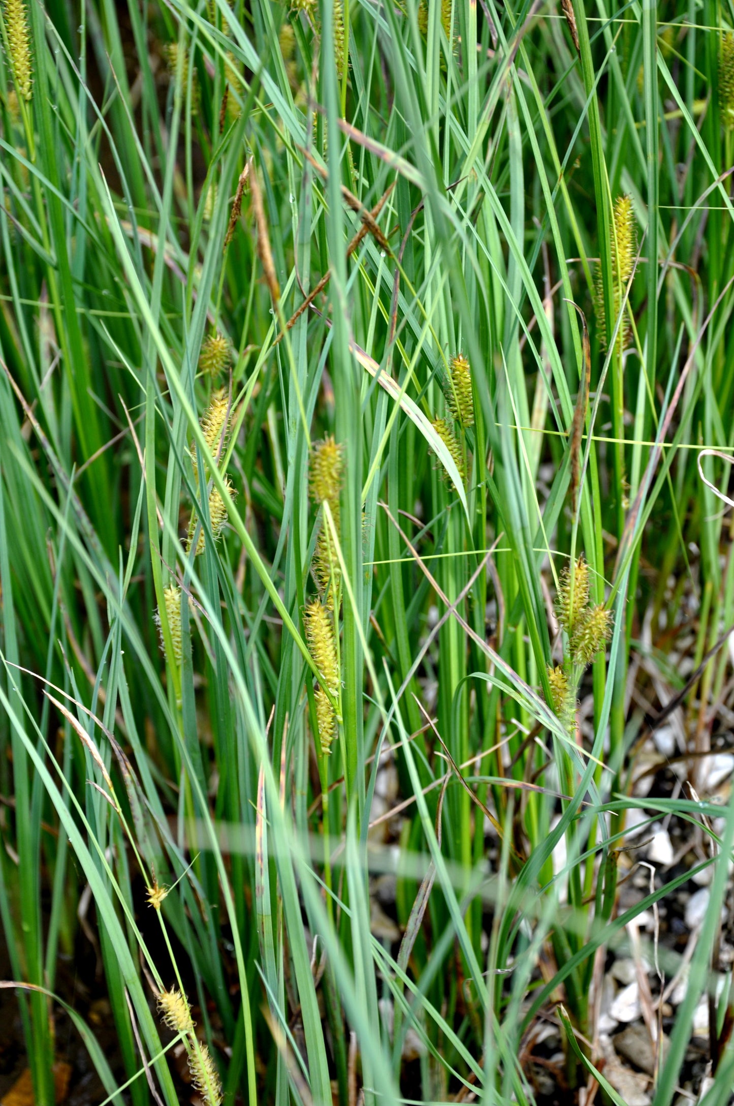 Hairy-fruited Lake Sedge Carex Trichocarpa 150 Seeds for Planting