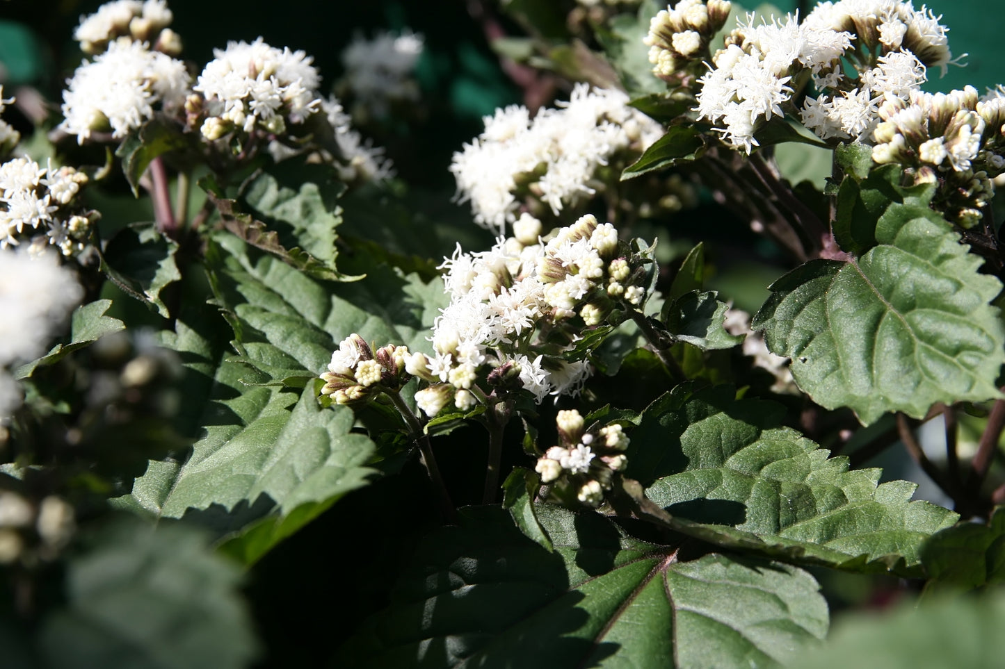 White Snakeroot Eupatorium Rugosum 500 Seeds for Planting Ageratina altissima