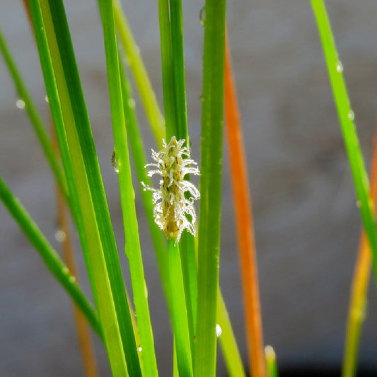 Bald Spike Rush Eleocharis Erythopoda 500 Seeds for Planting