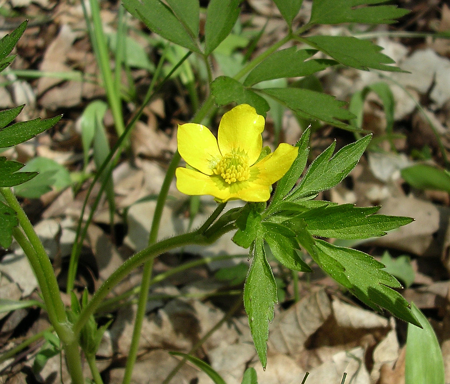 Swamp Buttercup Ranunculus Septentrionalis 50 Seeds for Planting