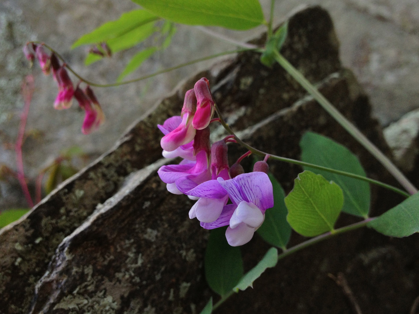 Veiny Pea Lathyrus Venosus 10 Seeds for Planting Magenta Pink Flowers