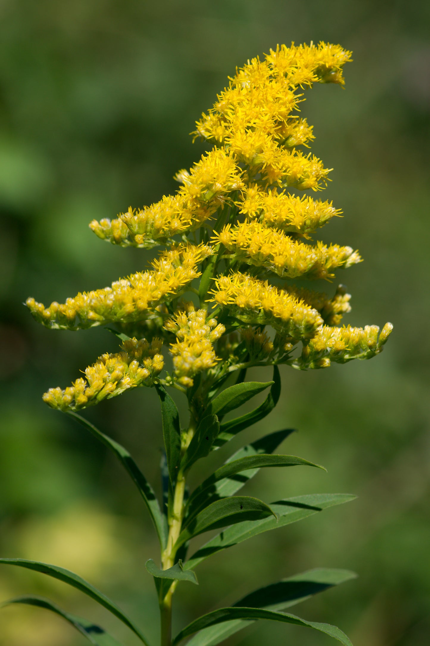 Late Goldenrod Solidago gigantea 750 Seeds for Planting