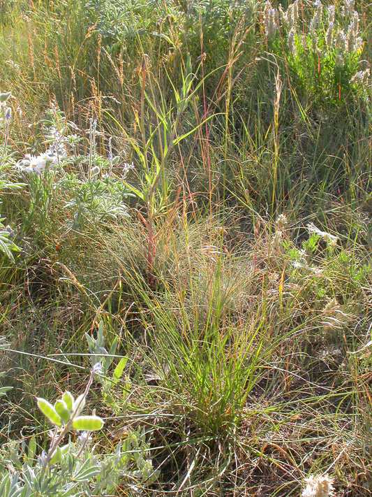 Nassella viridula Stipa Viridula 200 Seeds for Planting Green Needle Grass