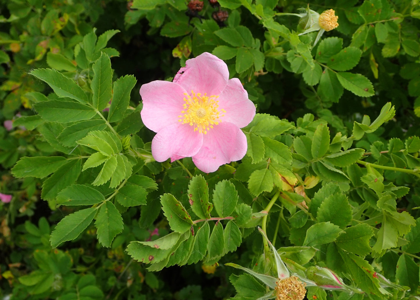 Prairie Wild Rose Rosa Arkansana 75 Seeds for Planting Fragrant Pink-White Blossoms