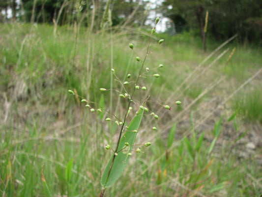 Scribner's Panic Grass Panicum Oligosanthes 75 Seeds for Planting Panicum scribnerianum Seeds