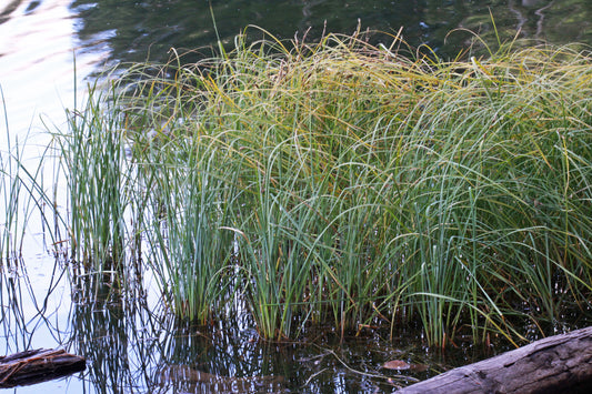 Water Sedge Carex Aquatalis 300 Seeds for Planting