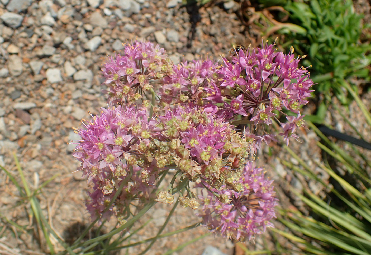 Prairie Onion Allium Stellatum 200 Seeds for Planting Nodding Onion