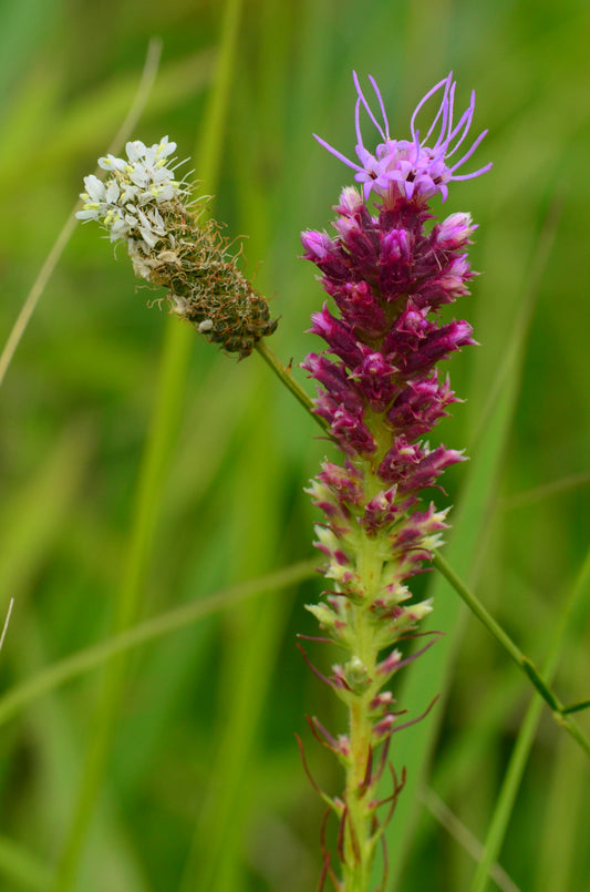 White Prairie Clover Dalea Candida 750 Seeds for Planting Perennial Pea Family Flowering Plant