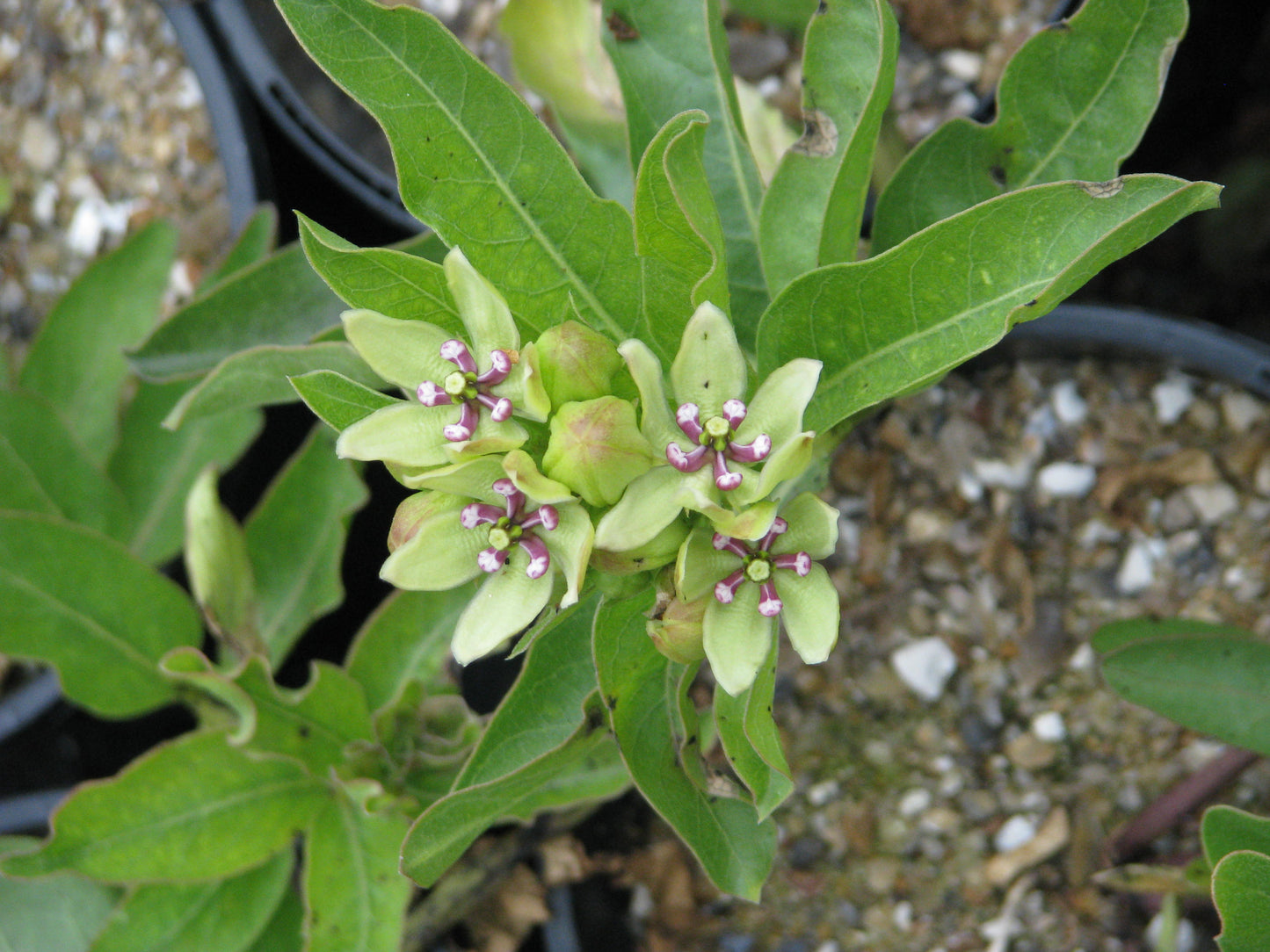 Spider Milkweed Asclepias Viridis 30 Seeds for Planting