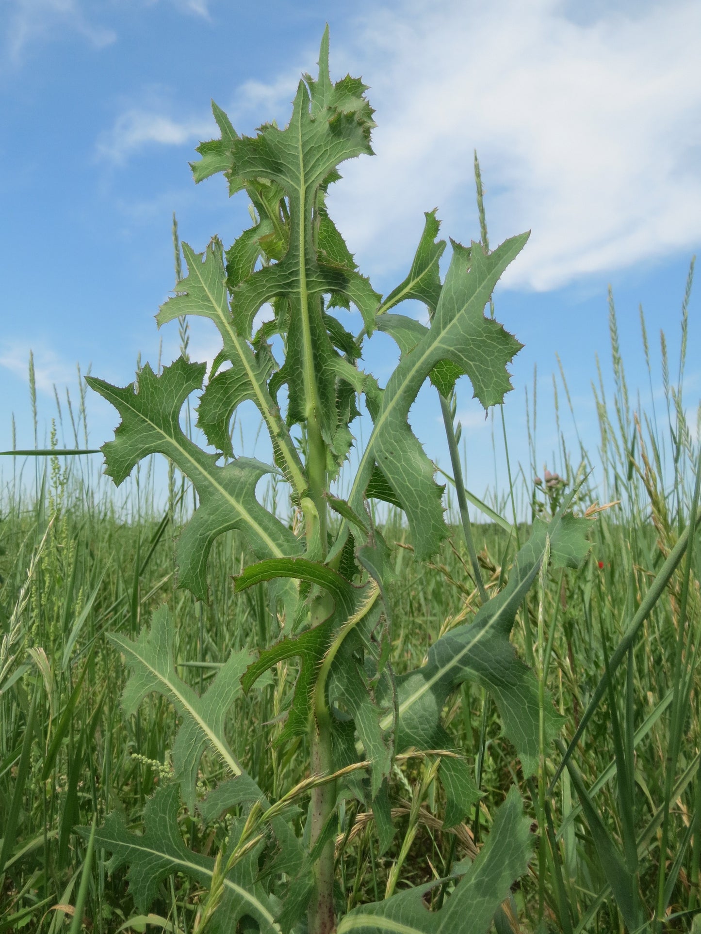 Prairie Lettuce Lactuca Ludoviciana 100 Seeds for Planting