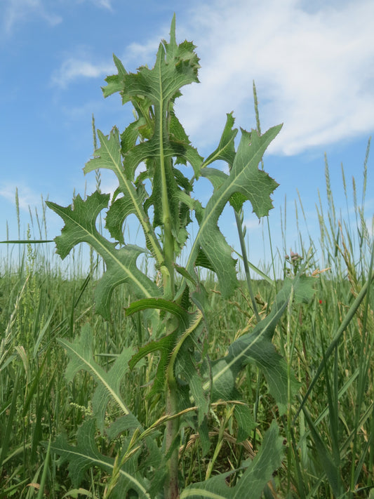 Prairie Lettuce Lactuca Ludoviciana 100 Seeds for Planting