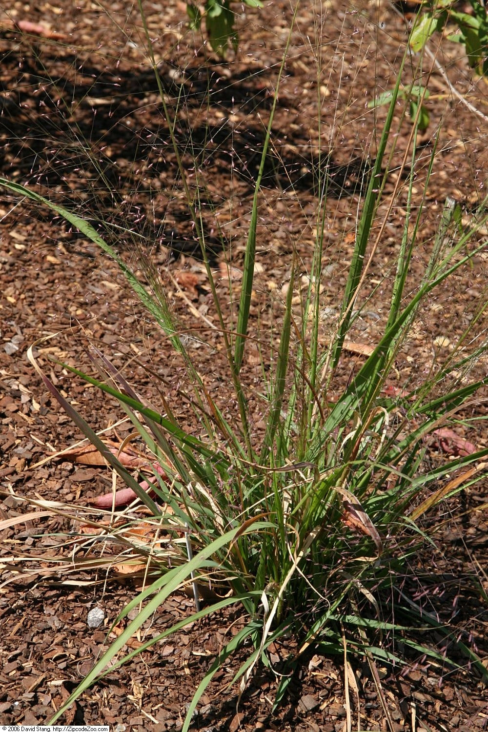 Purple Love Grass Eragrostis Spectabilis 500 Seeds for Planting