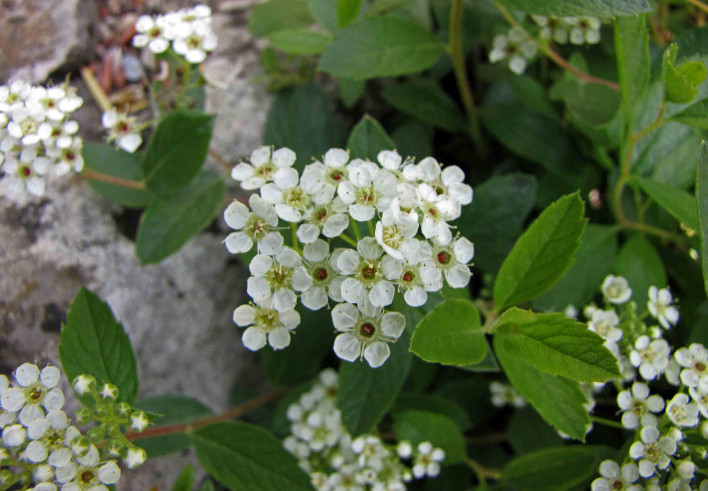 Pink Spiked Steeplebush Spiraea Tomentosa 1000 Seeds for Planting