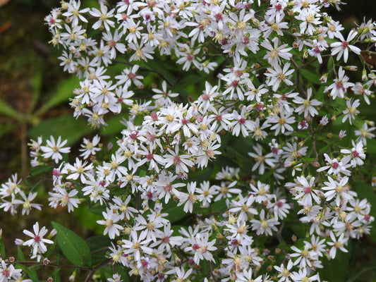 Symphyotrichum cordifolium Heart-leaved Aster 500 Seeds for Planting Blue Wood Aster