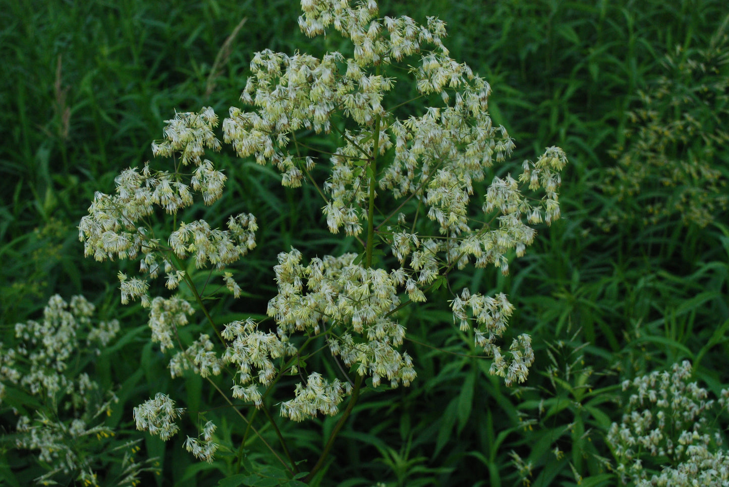 Purple Meadow Rue Thalictrum dasycarpum 200 Seeds for Planting Graceful Prairie Plant