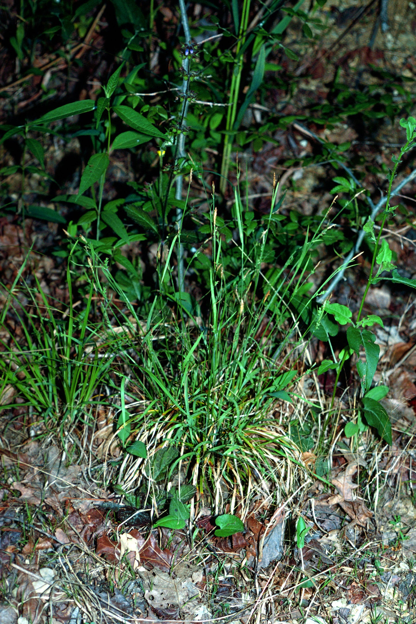 Slender Wood Sedge Carex Gracilescens 100 Seeds for Planting