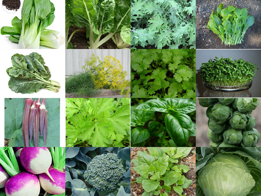 16 Vegetable/Herb/Fruit Seeds Variety Pack for Planting