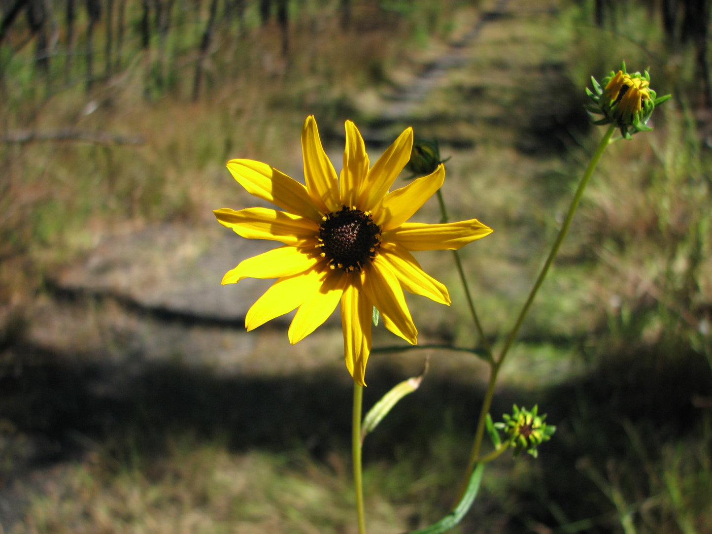 Swamp Sunflower Helianthus angustifolius 100 Seeds for Planting