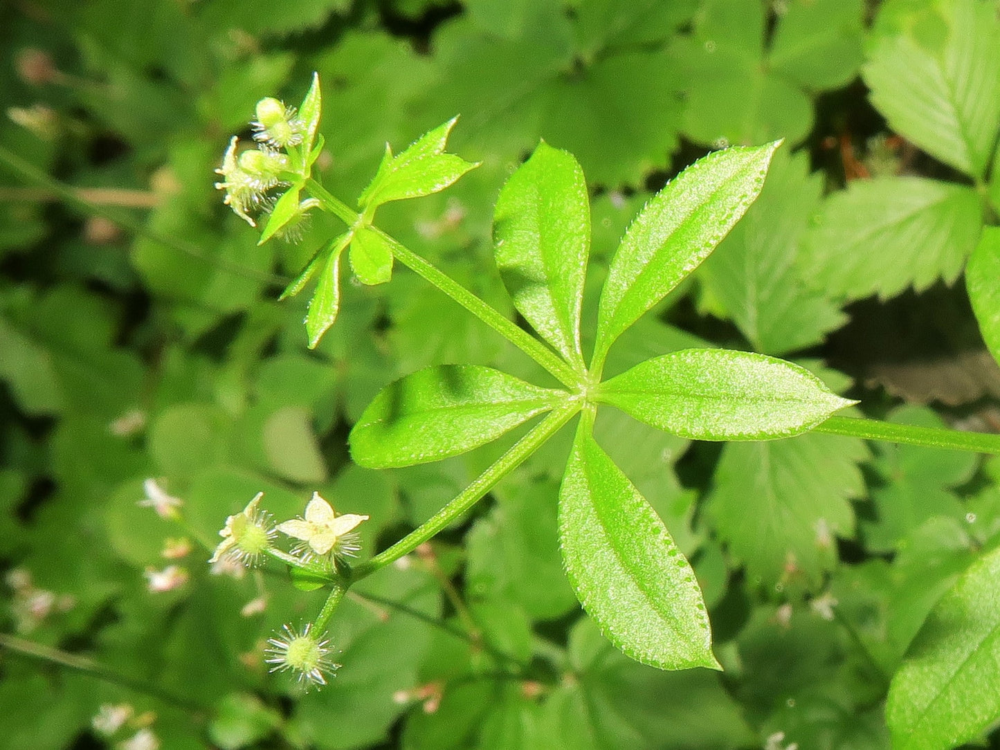 Shining Bedstraw Galium concinnum 300 Seeds for Planting