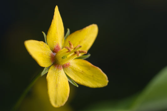 Prairie Loosestrife Lysimachia Quadriflora 100 Seeds for Planting Yellow Flowers