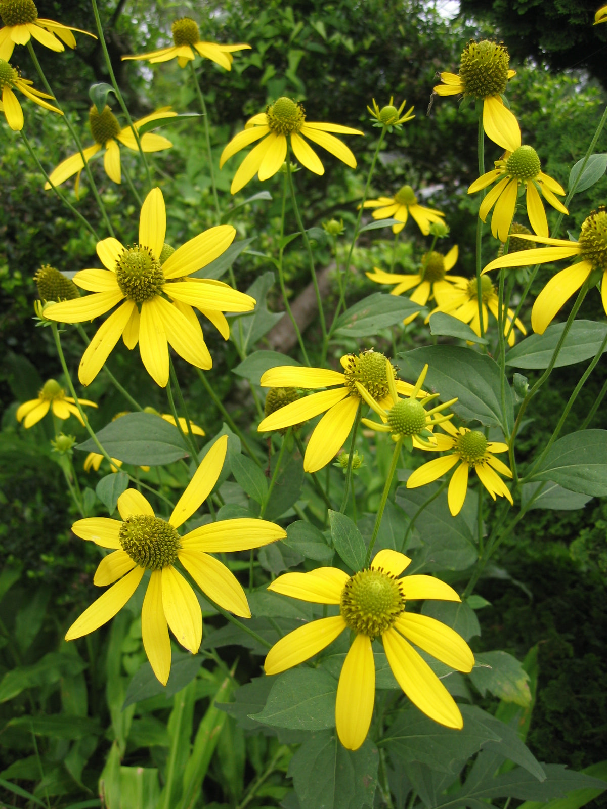 Wild Golden Glow Rudbeckia laciniata 100 Seeds for Planting