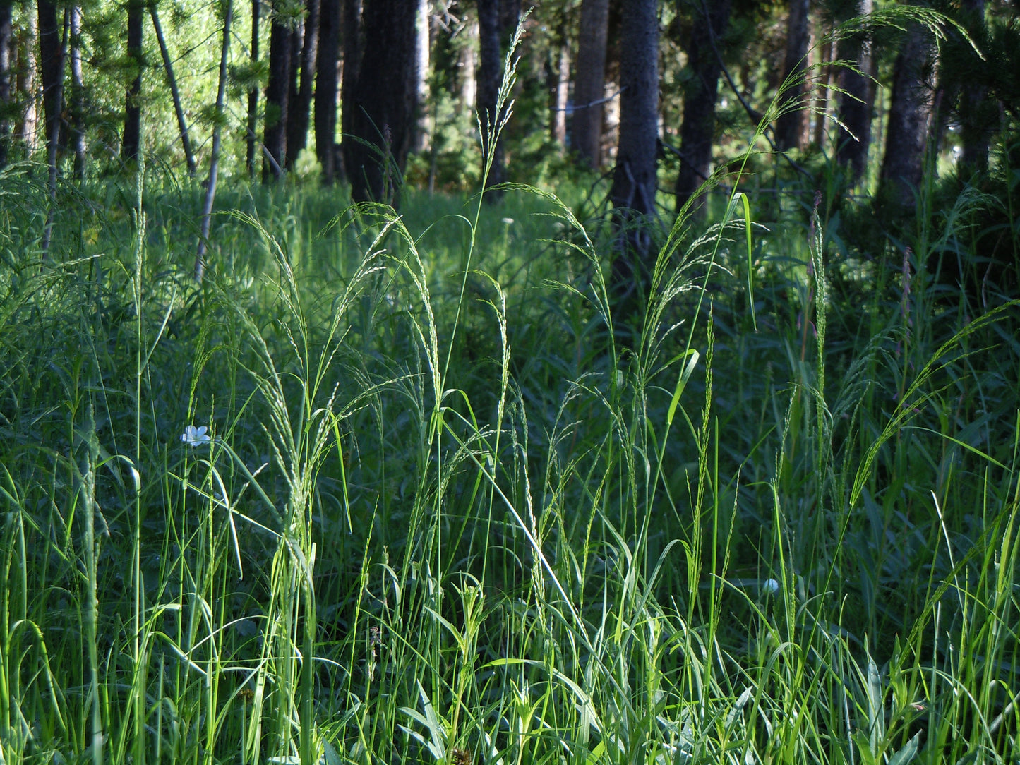 Fowl Bluegrass Poa Palustris 1000 Seeds for Planting