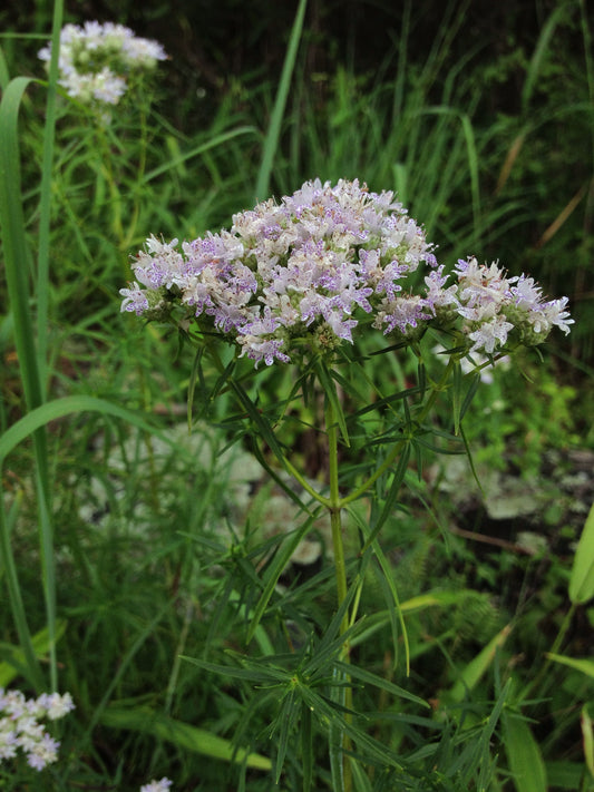 Slender Mountain Mint Pycnanthemum tenuifolium 1000 Seeds for Planting