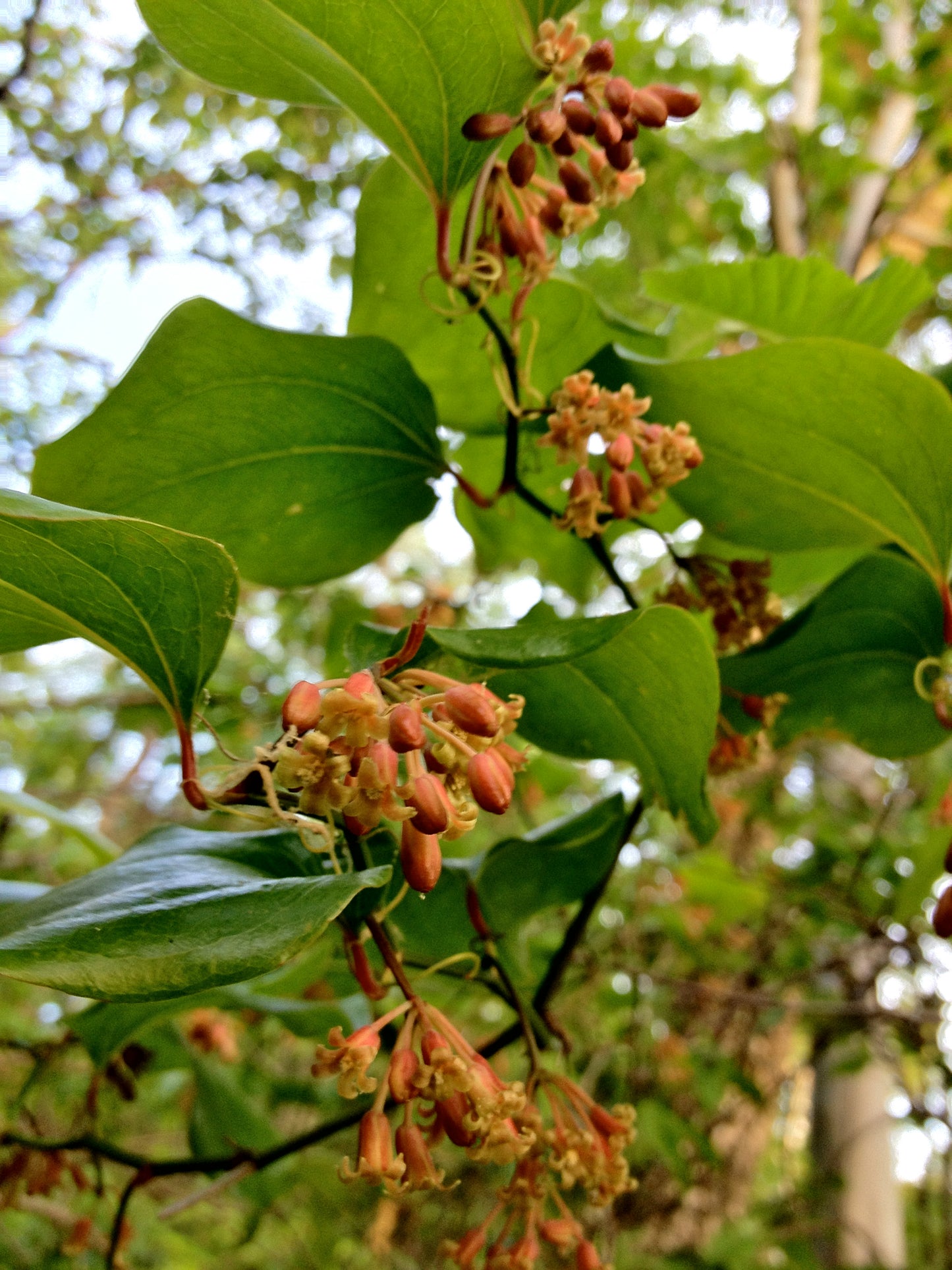 Blue Ridge Carrion Flower Smilax Lasioneura 15 Seeds for Planting | Smilax Herbacea var. Lasioneura Seeds