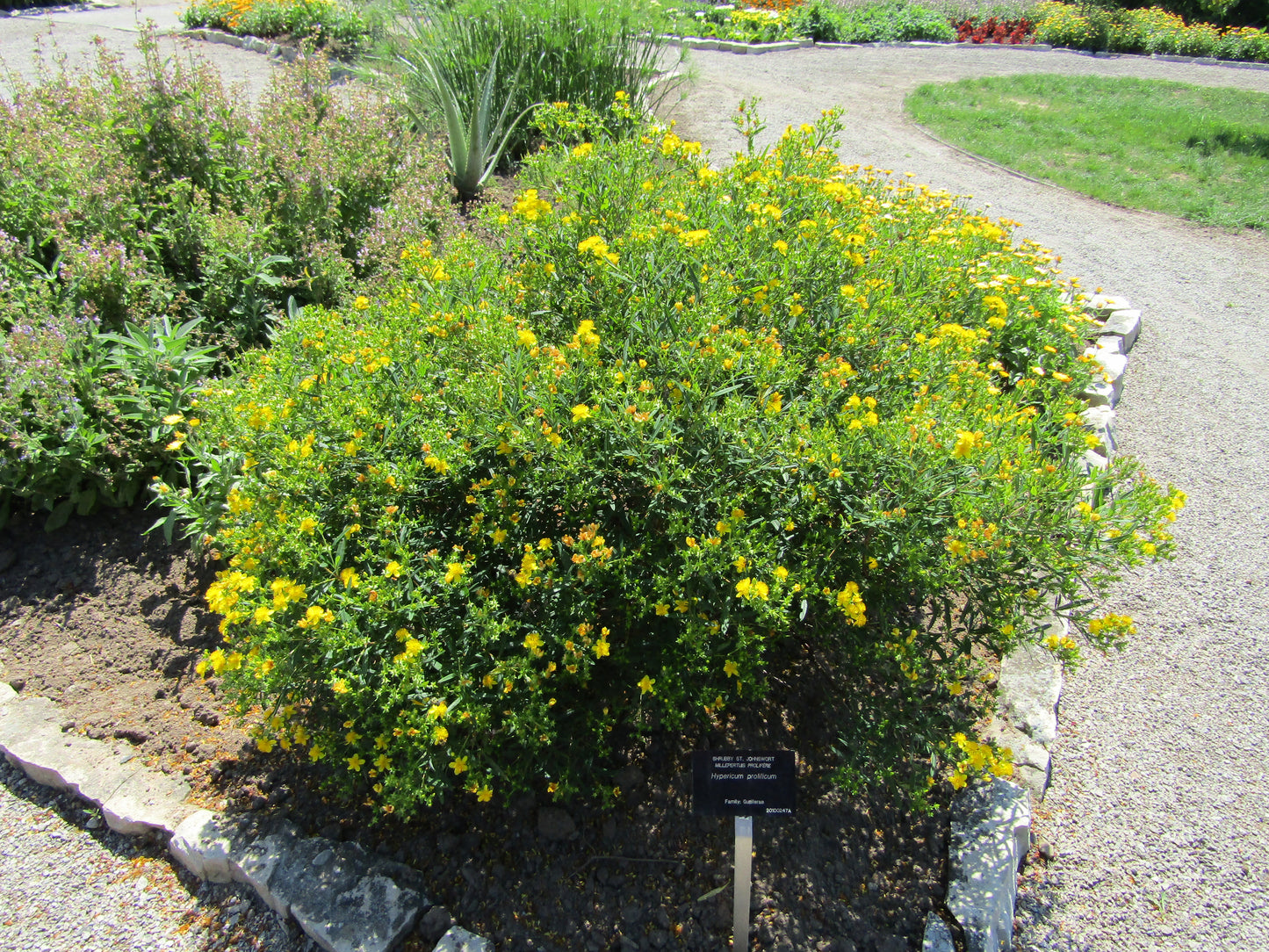 Bee Magnet Shrub Hypericum Prolificum 500 Seeds for Planting Shrubby St. John's Wort