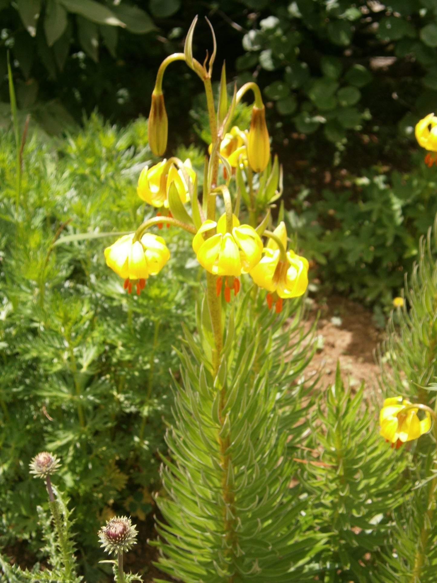 Sand Evening Primrose Oenothera Rhombipetala 500 Seeds for Planting