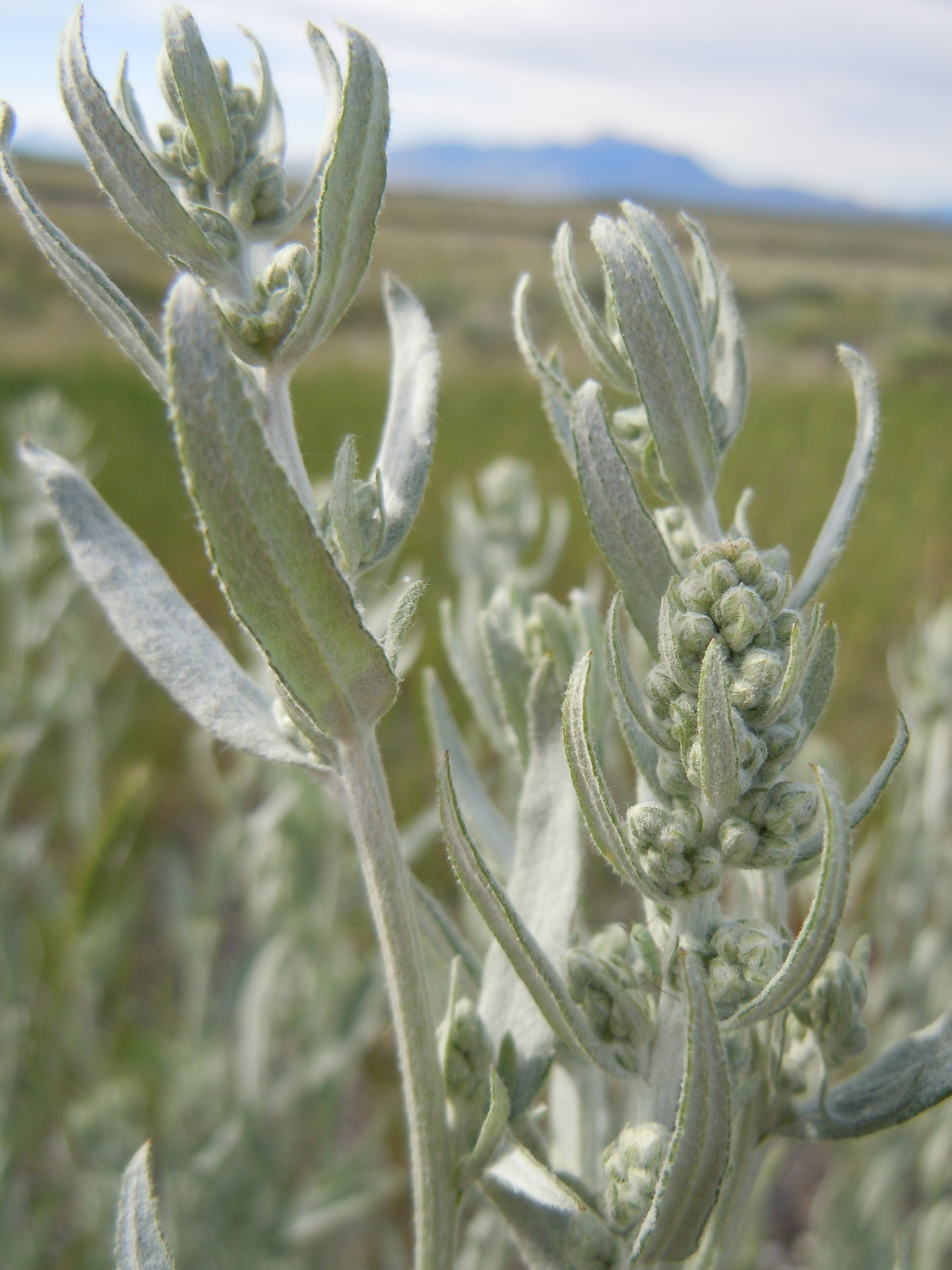 Prairie Sage Artemisia Ludoviciana 1000 Seeds for Planting