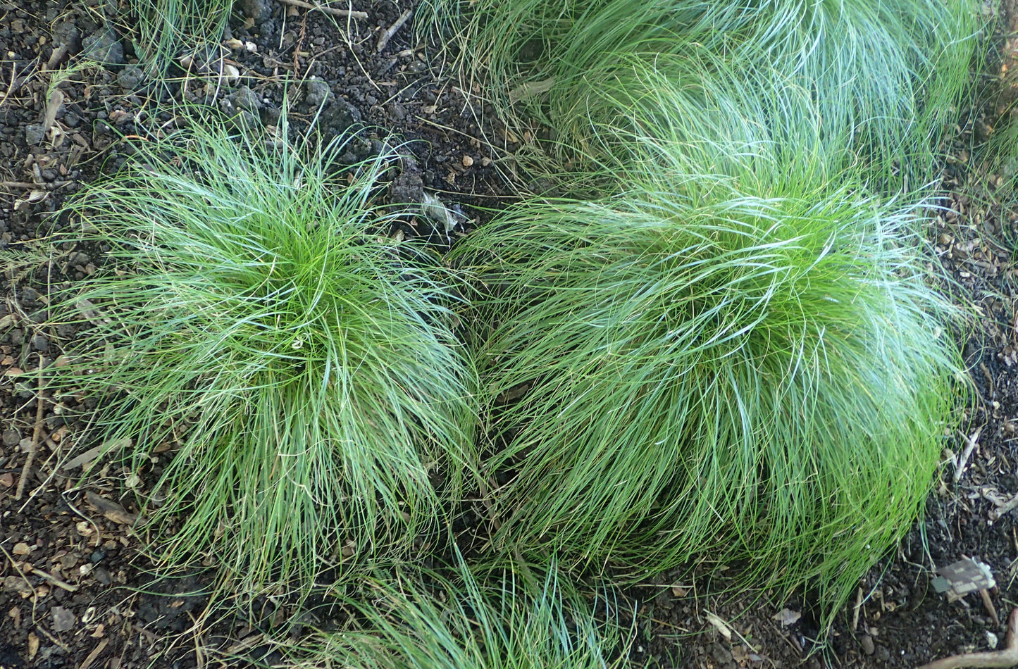 Curly-styled Wood Sedge Carex Rosea 75 Seeds for Planting
