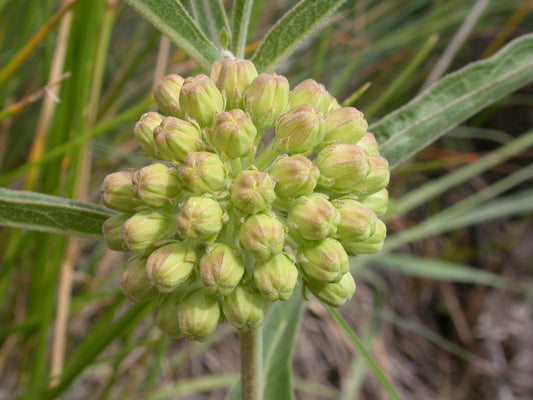 Tall Green Milkweed Asclepias hirtella 30 Seeds for Planting