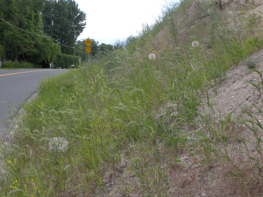Canada Wild Rye Elymus Canadensis 400 Seeds for Planting