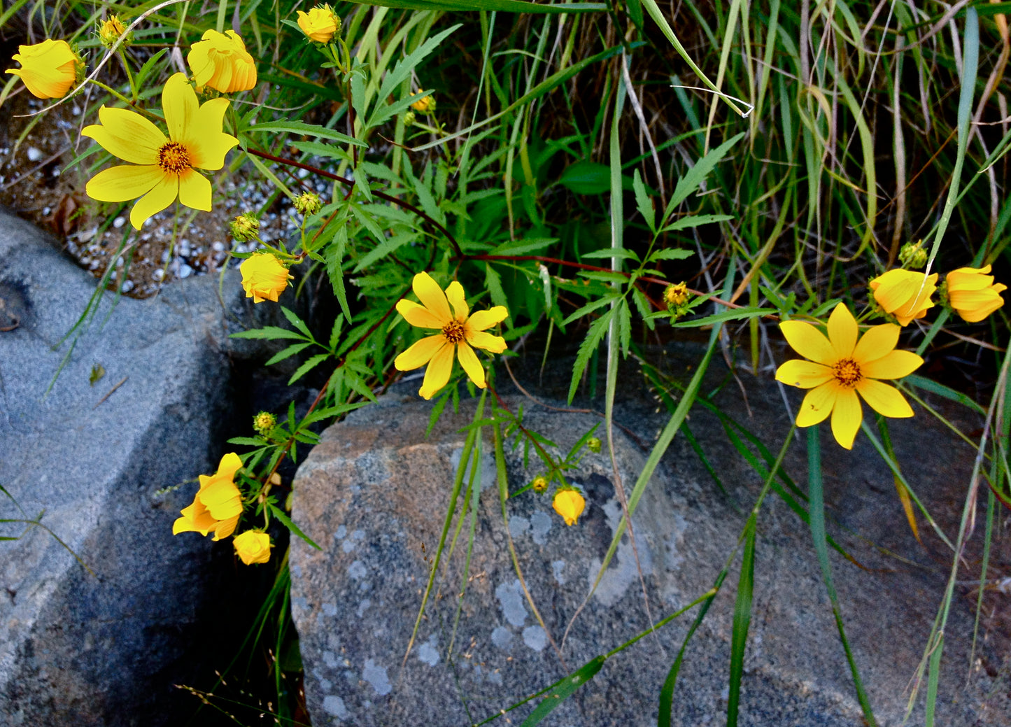 Swamp Marigold Bidens aristosa 100 Seeds for Planting Annual Flower