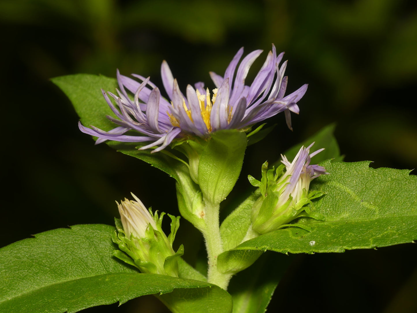 Swamp Aster Symphyotrichum puniceum 500 Seeds for Planting Native Wetland Perennial Seeds