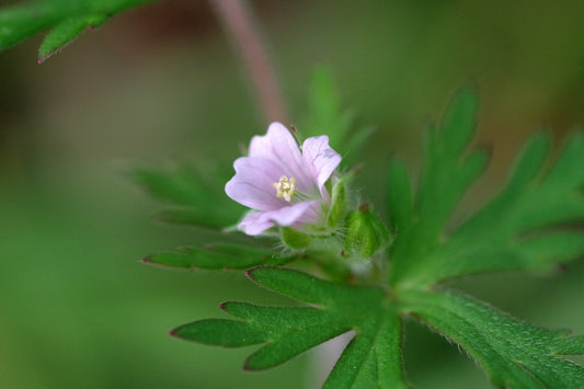 Carolina Cranesbill Geranium carolinianum 30 Seeds for Planting