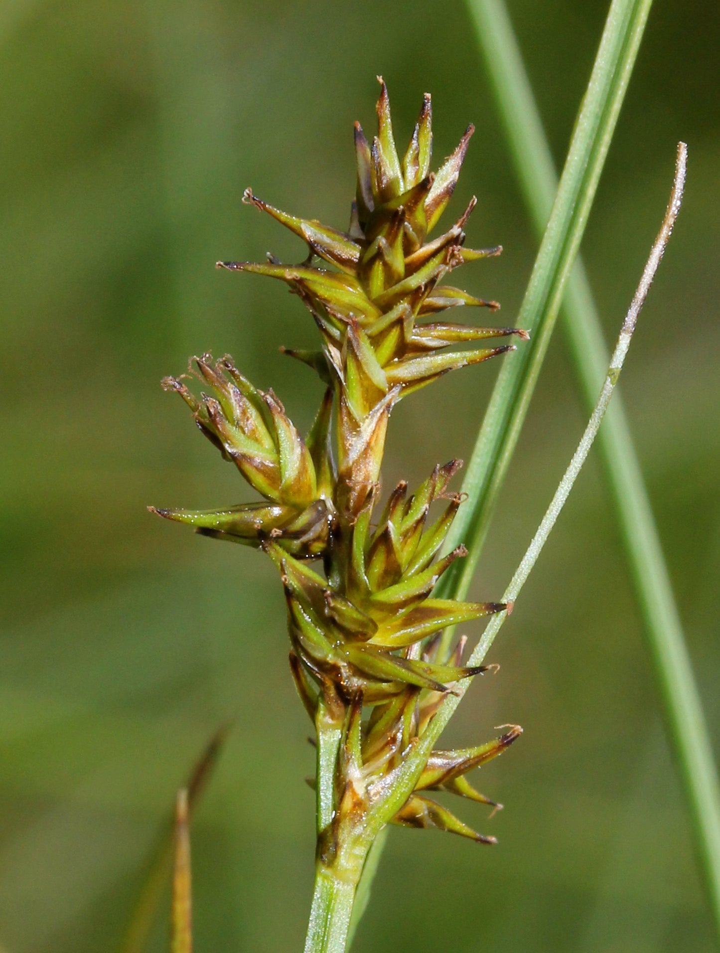 Large-fruited Star Sedge Carex Echinata 150 Seeds for Planting