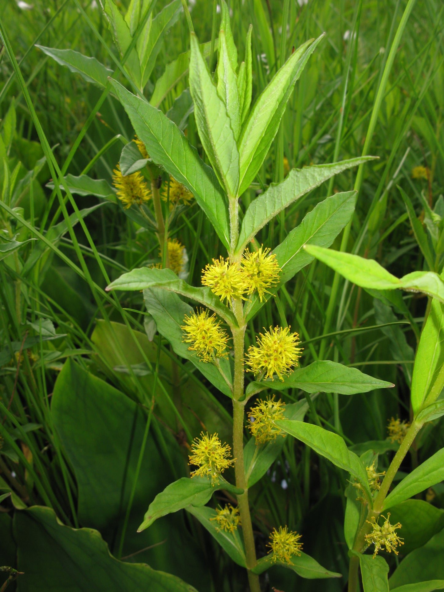 Tufted Loosestrife Lysimachia Thyrsiflora 100 Seeds for Planting  Yellow Flower Seeds Lythrum thyrsiflorum