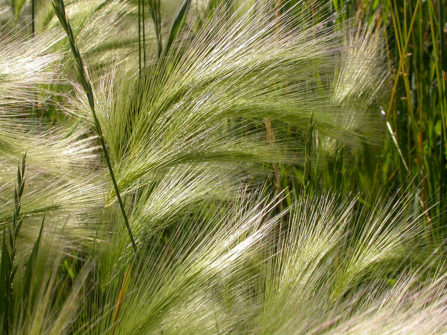 Squirrel-tail Grass Hordeum jubatum 200 Seeds for Planting Foxtail Barley Seeds