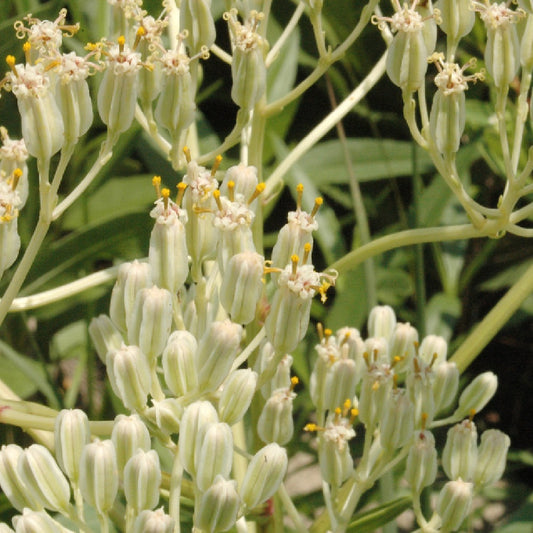 Prairie Indian Plantain Cacalia Plantaginea 35 Seeds for Planting