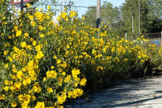 Sawtooth Sunflower Helianthus grosseserratus 100 Seeds for Planting