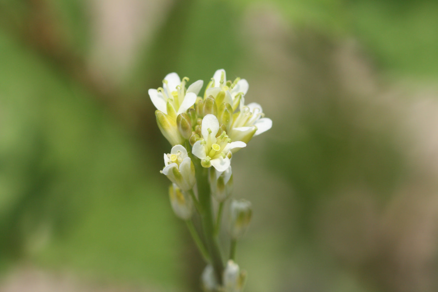 Tower Mustard Arabis Glabra 500 Seeds for Planting