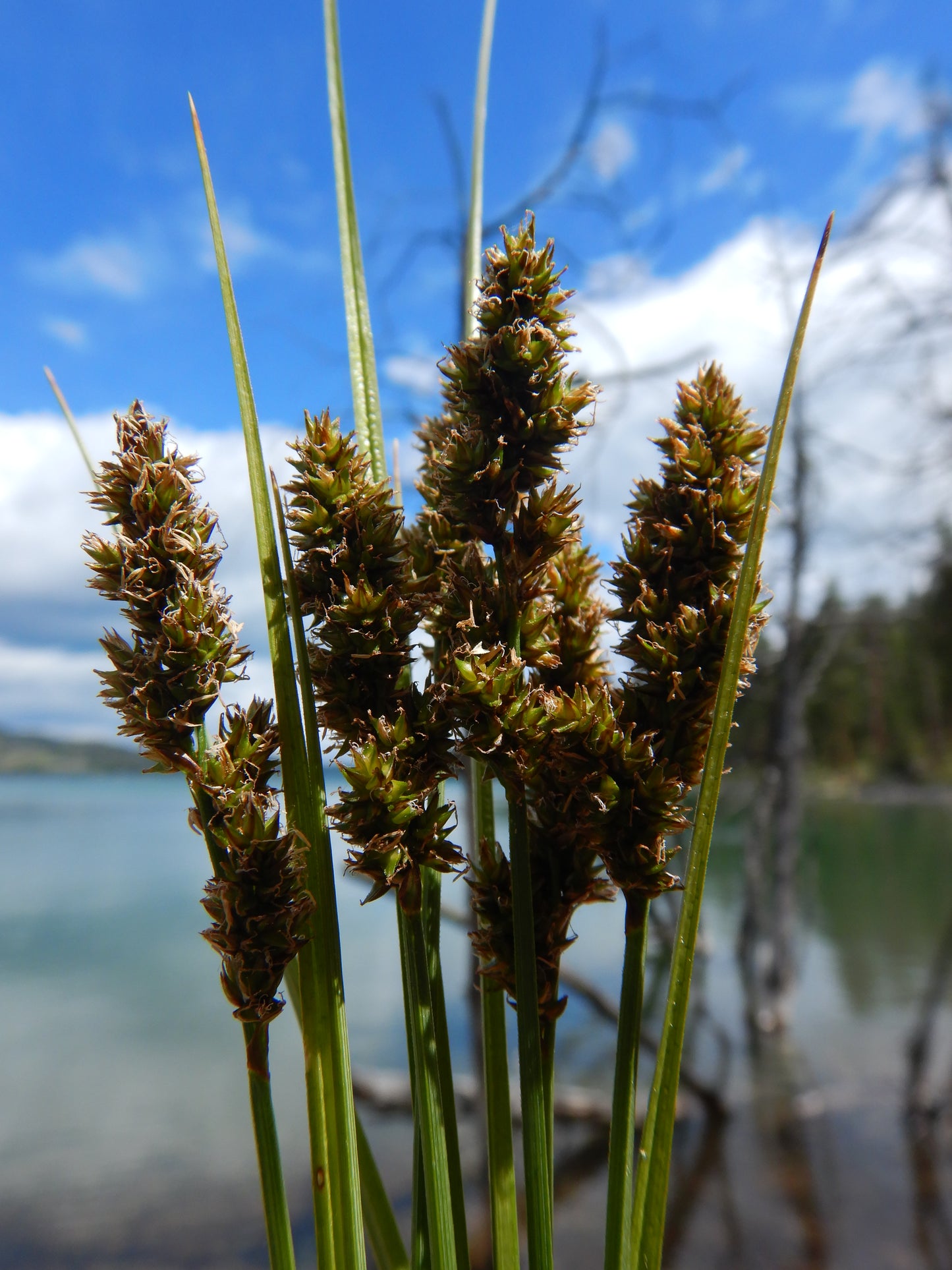 Crested Oval Sedge Carex cristatella 500 Seeds for Planting