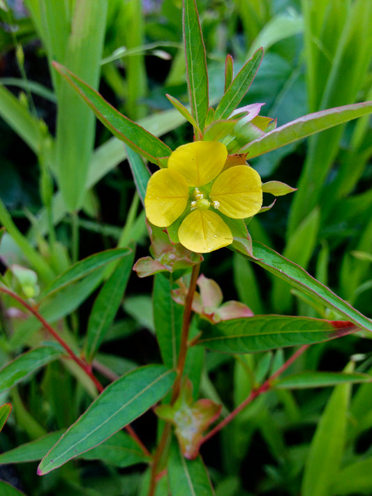 Seedbox Ludwigia alternifolia 1000 Seeds for Planting Mesic Prairie & Wetland Perennial