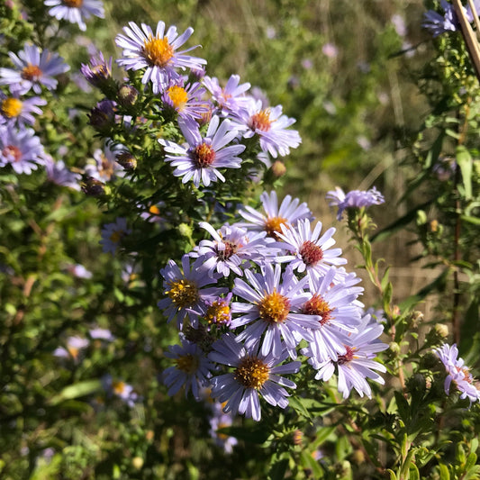 Willow Aster Symphyotrichum praealtum 100 Seeds for Planting Blue-Violet Flowers