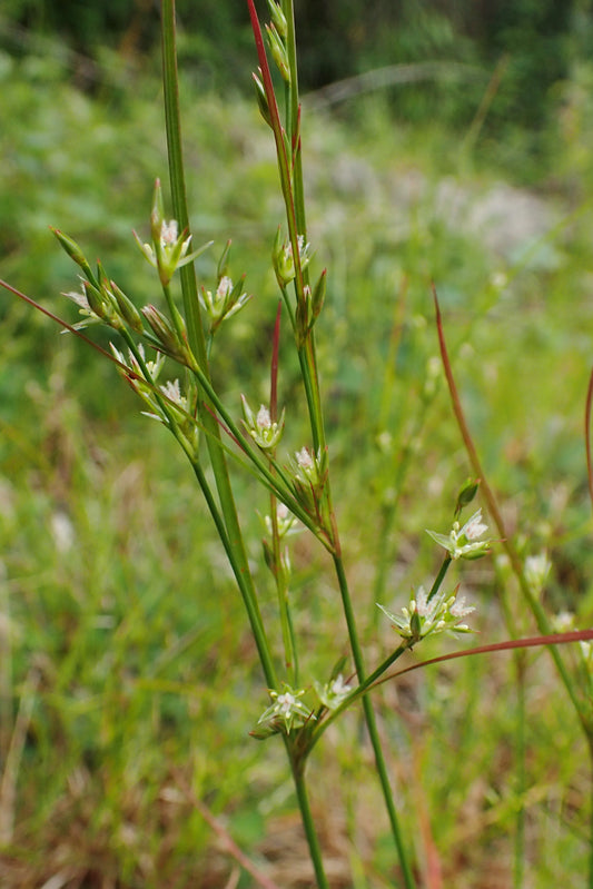 Path Rush Juncus Tenuis 1000 Seeds for Planting