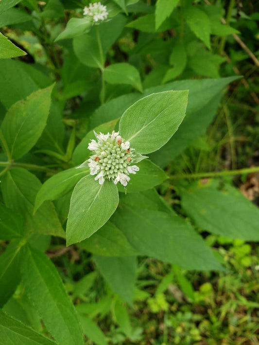 New Hoary Mountain Mint Pycnanthemum incanum 500 Seeds for Planting