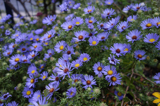 Aromatic Aster Symphiotrichum Oblongifolium 200 Seeds for Planting